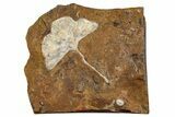 Fossil Ginkgo Leaf From North Dakota - Paleocene #262784-1